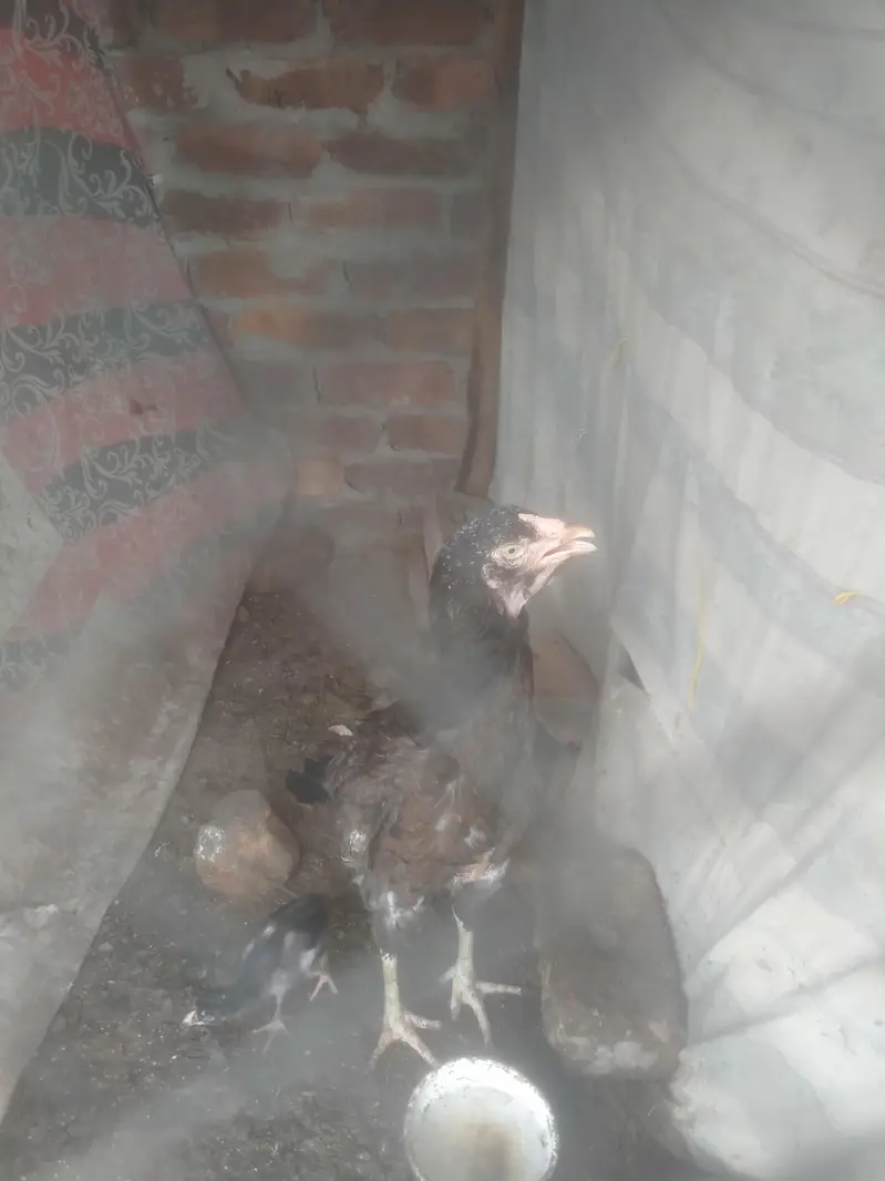 jis Bhai ko b chaiaya contect kare — photo 7