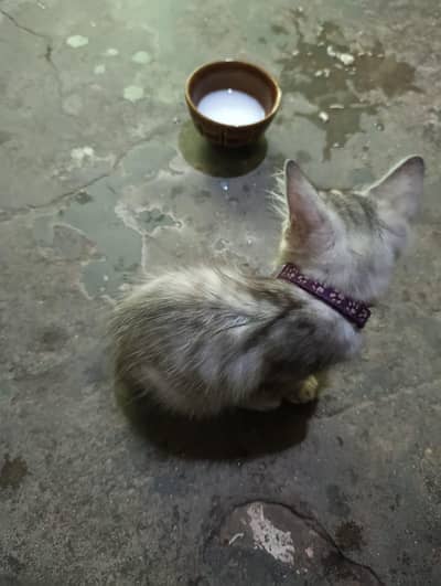 Cats for sale