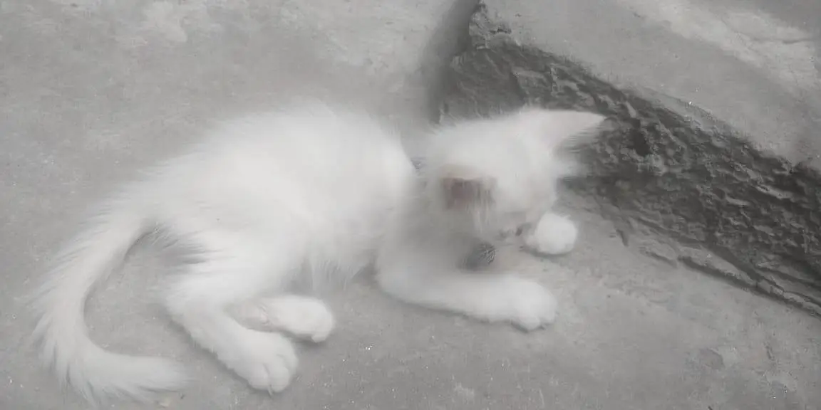 Cats for sale — photo 2