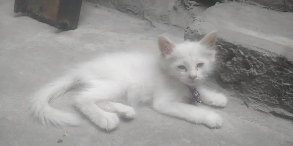 Cats for sale — photo 3