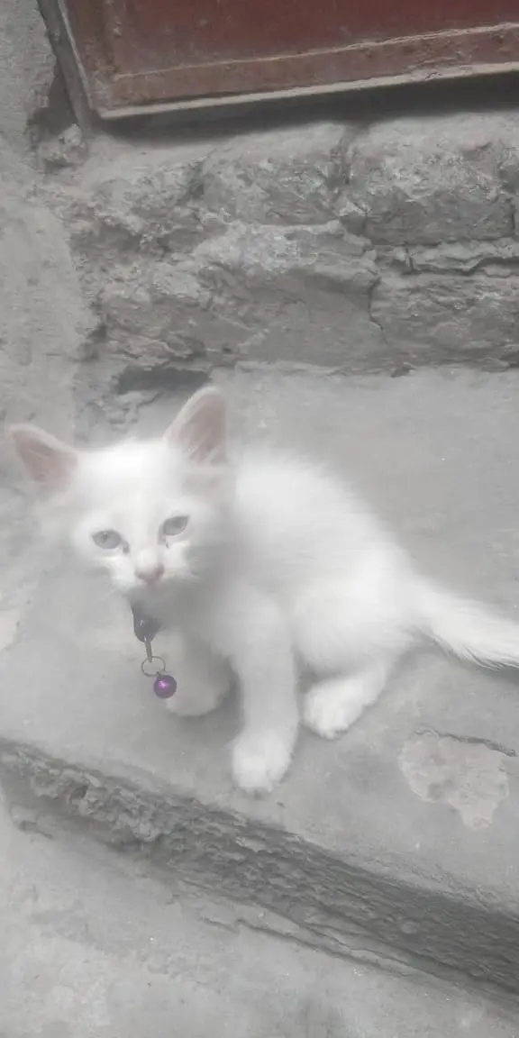 Cats for sale — photo 4
