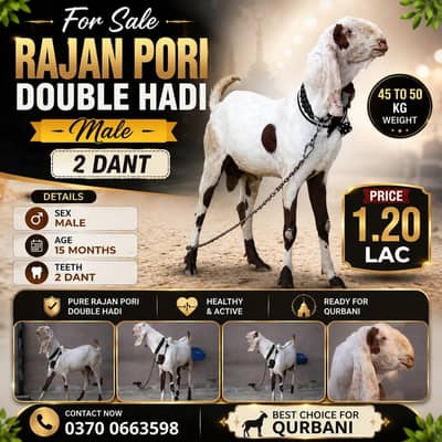 gulabi rajan pori Bakra/Bakra/Goat/desi bakra/بکرا/goat for sale
