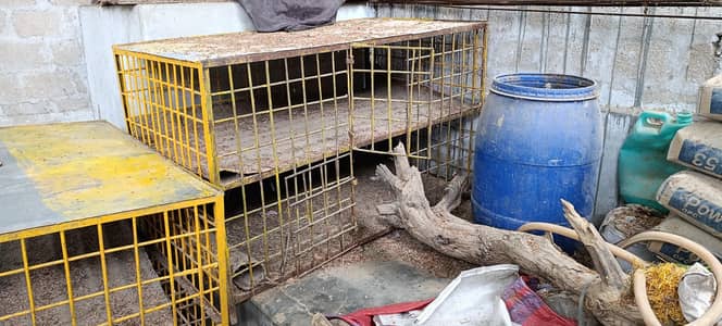 Chicken Cages almost New