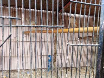 3-Portion Large Iron Bird Cage with Breeding Boxes for Sale