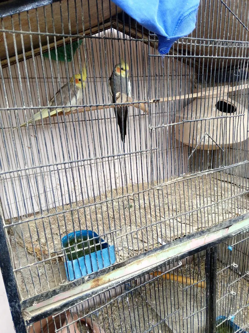 3-Portion Large Iron Bird Cage with Breeding Boxes for Sale — photo 3