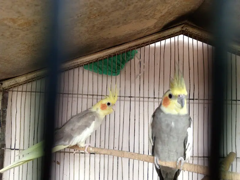 3-Portion Large Iron Bird Cage with Breeding Boxes for Sale — photo 4