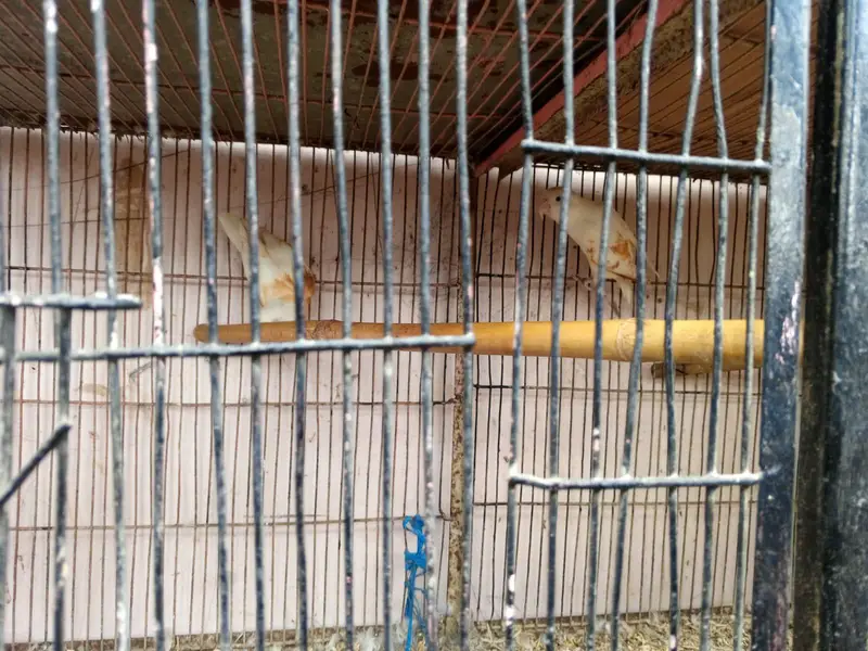 3-Portion Large Iron Bird Cage with Breeding Boxes for Sale — photo 5