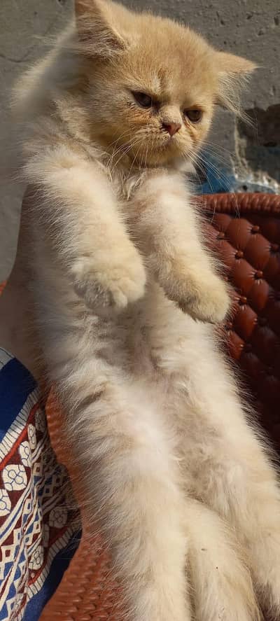 Persian kitten for sale