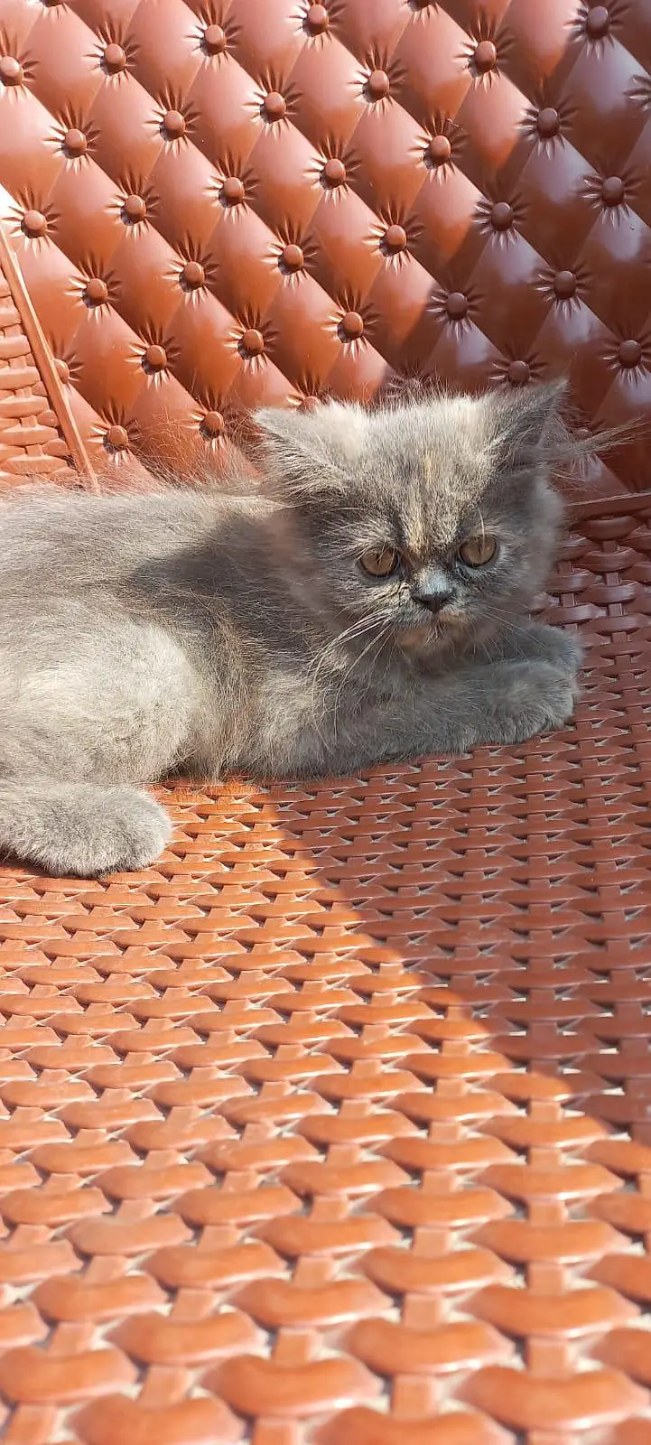 Persian kitten for sale — photo 2