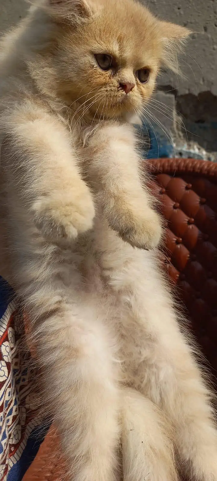 Persian kitten for sale — photo 3