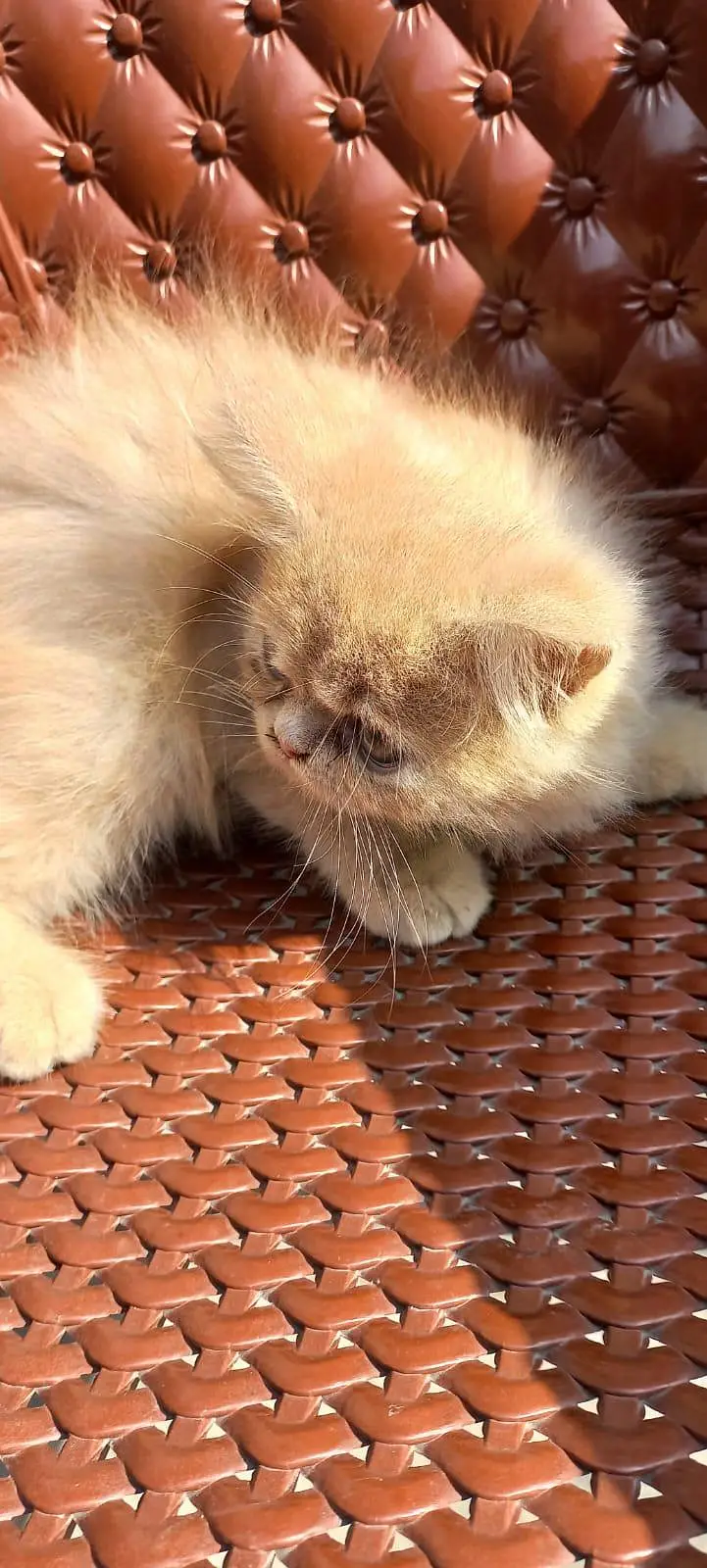 Persian kitten for sale — photo 4