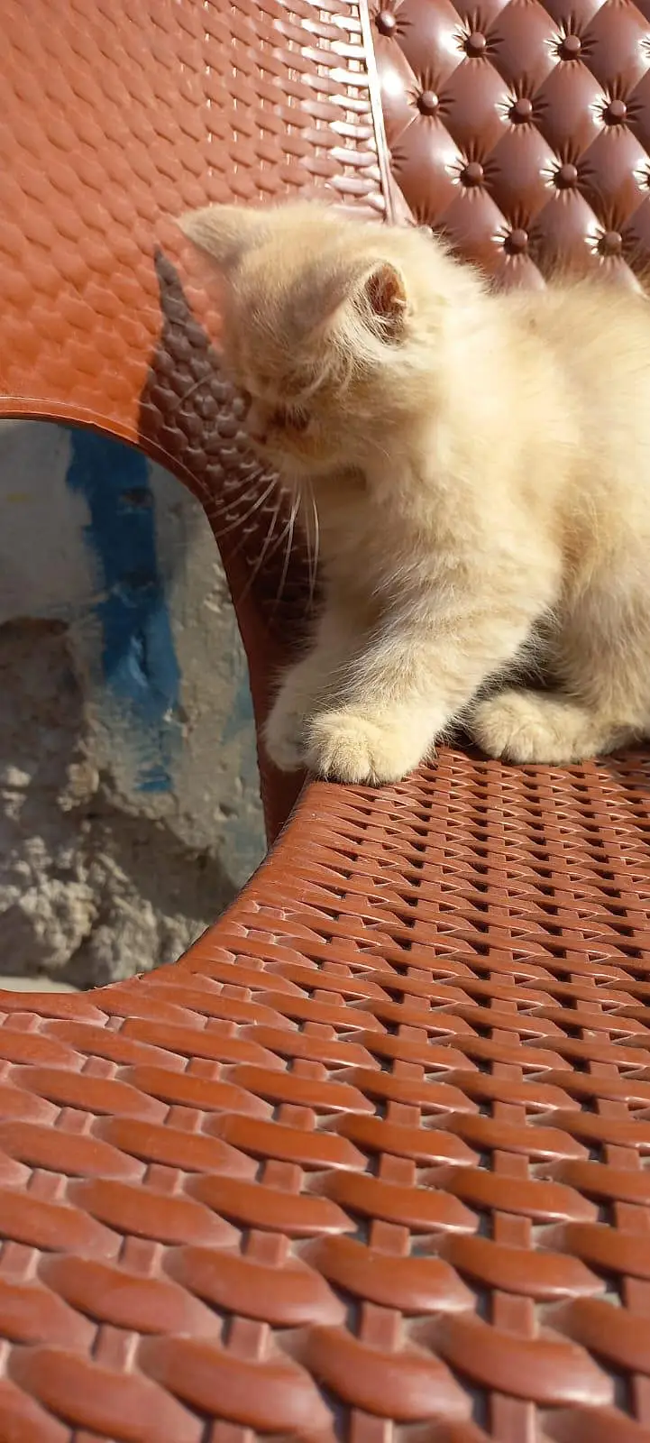 Persian kitten for sale — photo 5