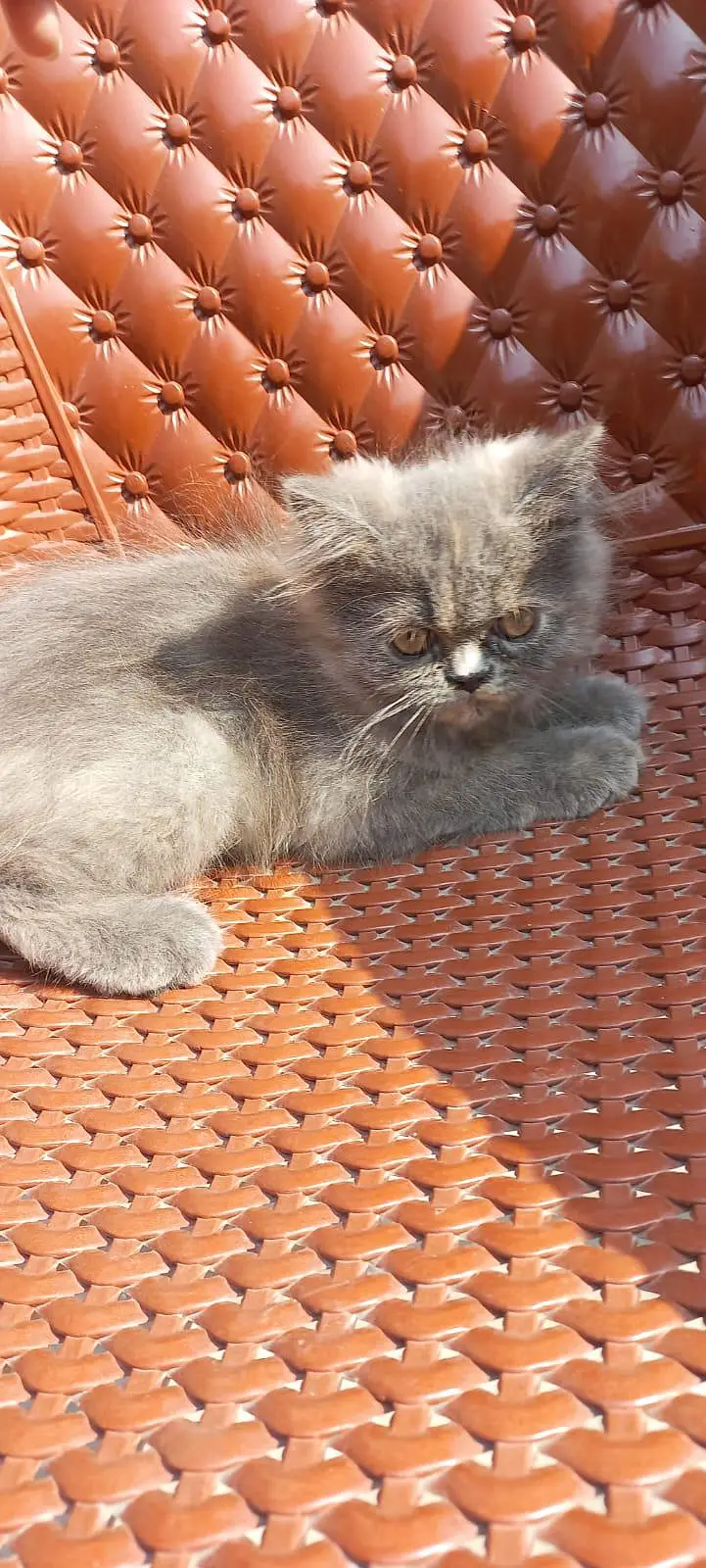 Persian kitten for sale — photo 6