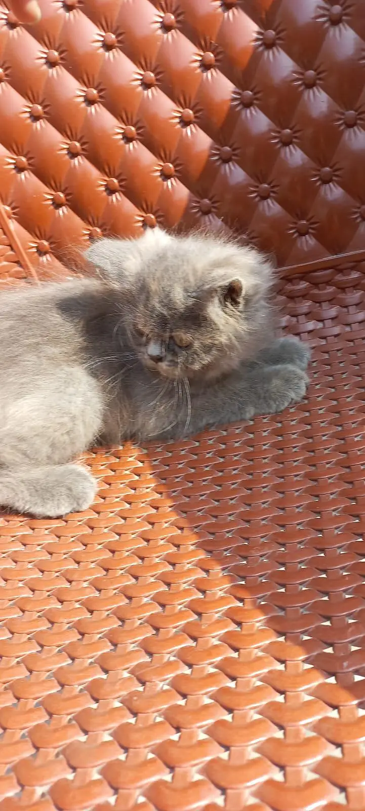 Persian kitten for sale — photo 7