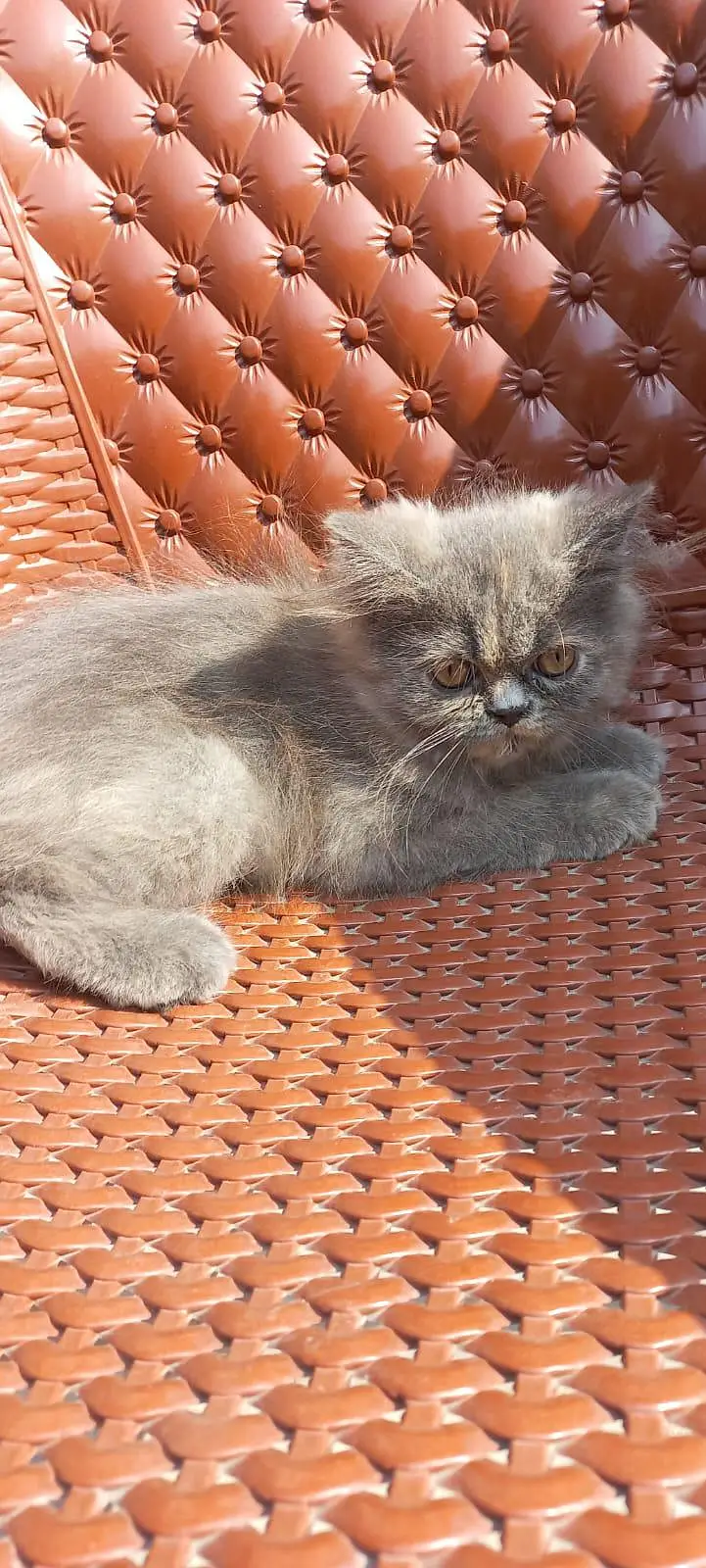 Persian kitten for sale — photo 8