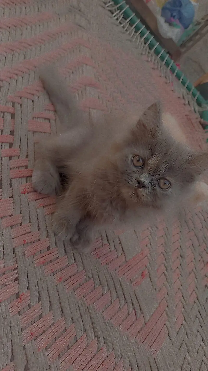 Persian kitten for sale — photo 9