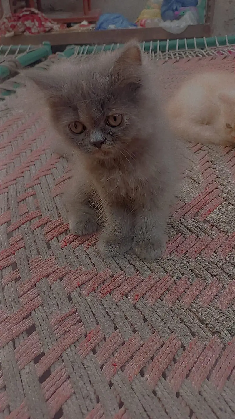 Persian kitten for sale — photo 10