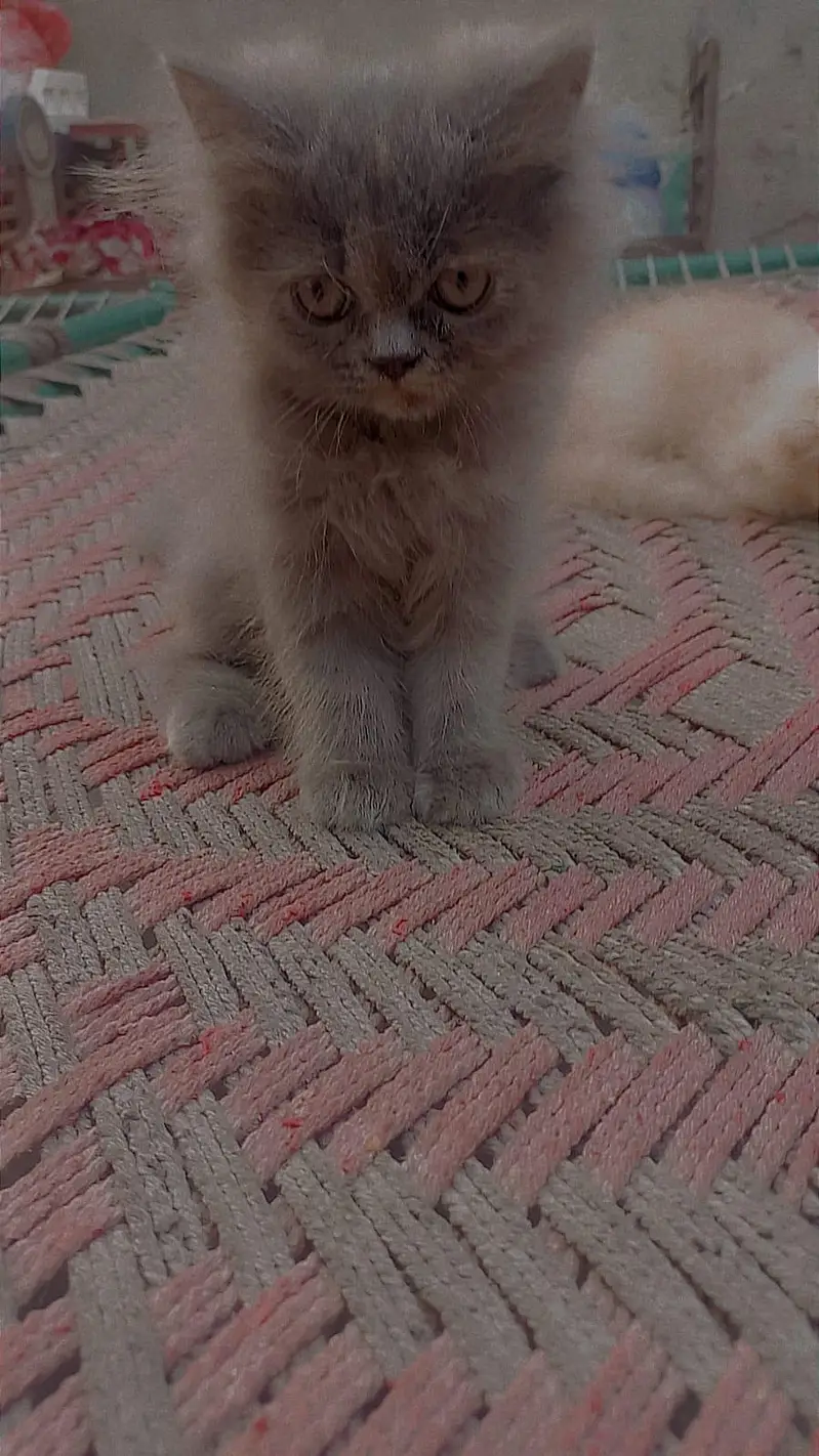 Persian kitten for sale — photo 11