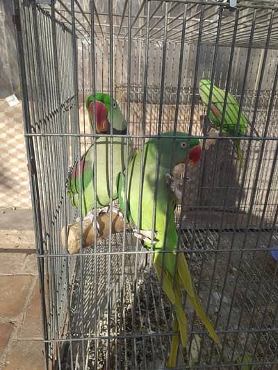 raw parrot pair