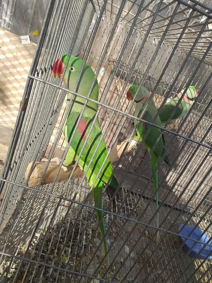 raw parrot pair — photo 2
