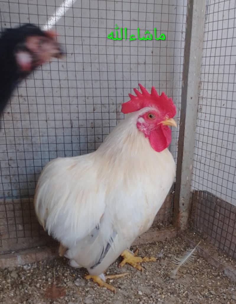 Bantam Male/Cock 0