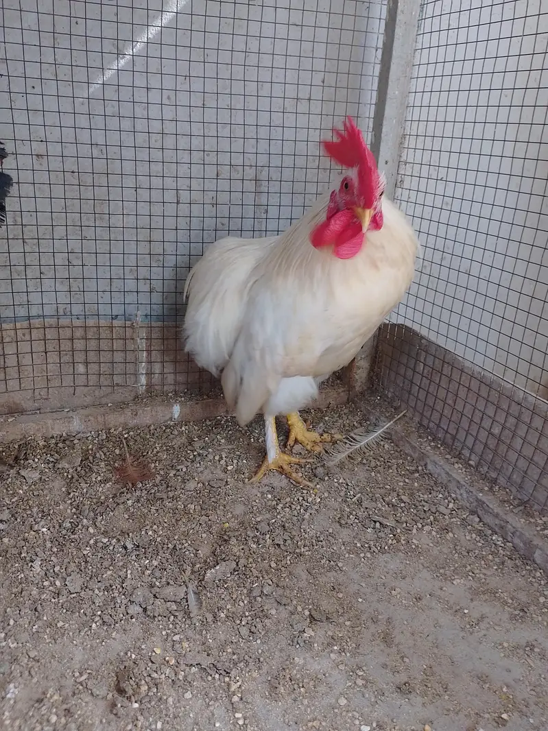 Bantam Male/Cock — photo 2