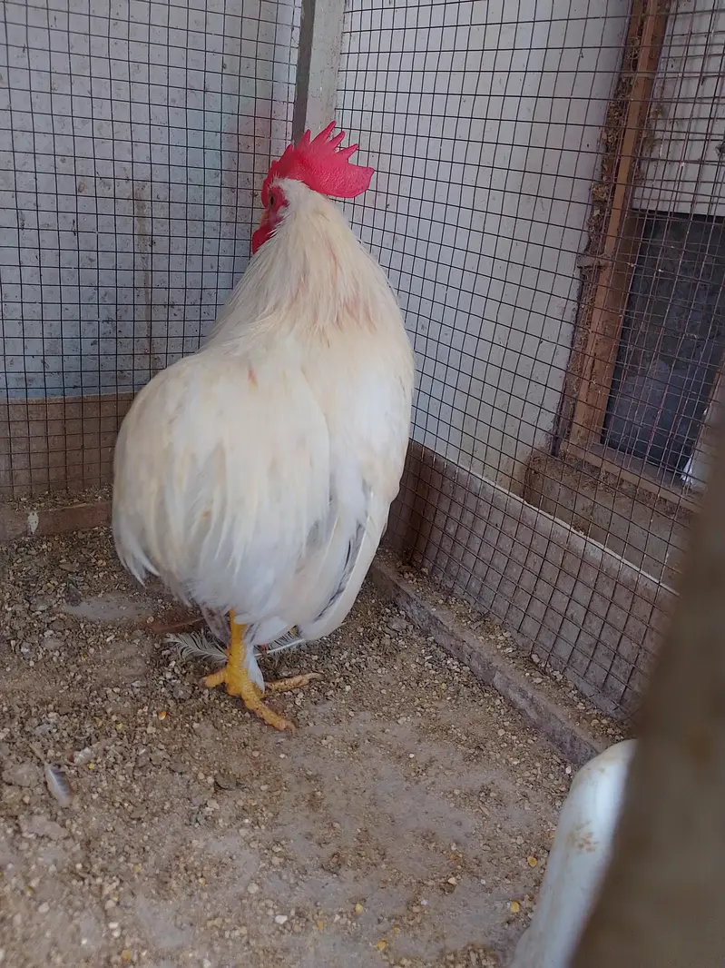 Bantam Male/Cock — photo 3