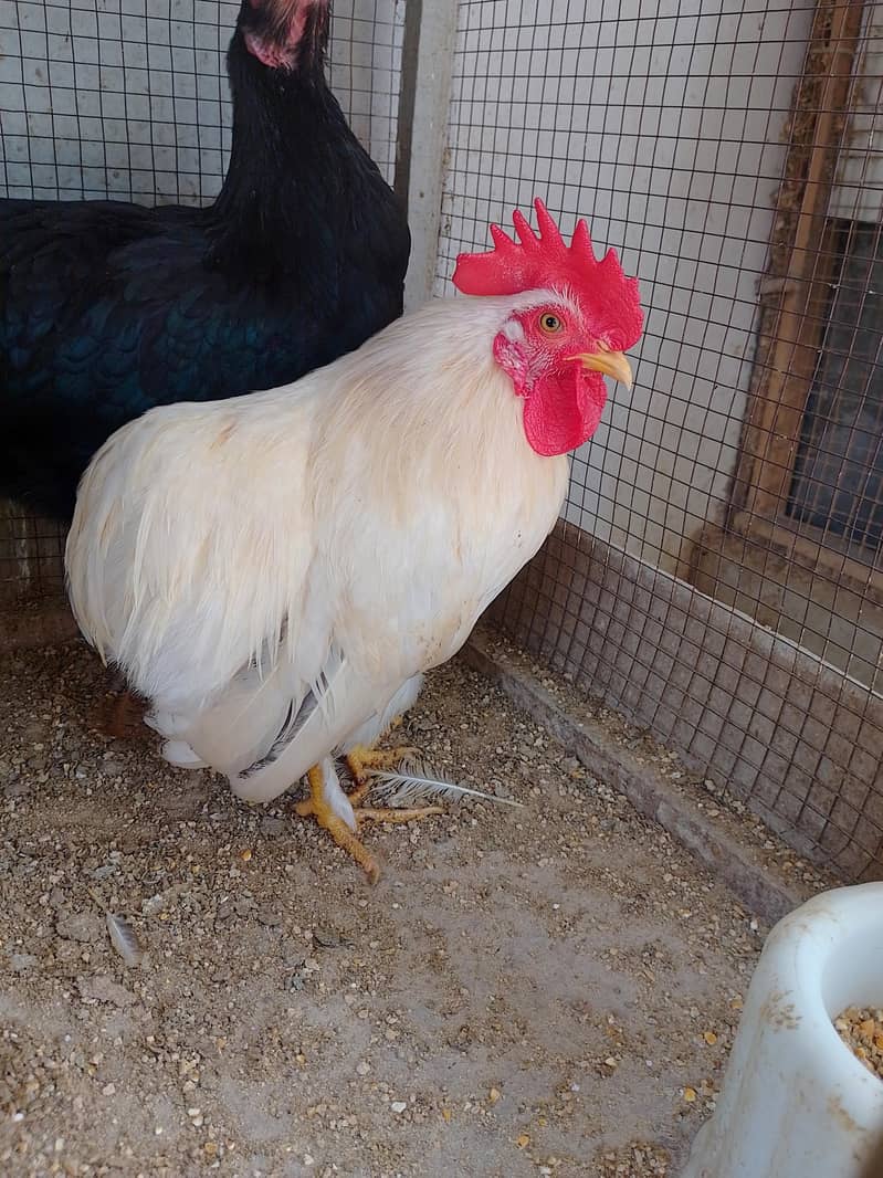 Bantam Male/Cock 3