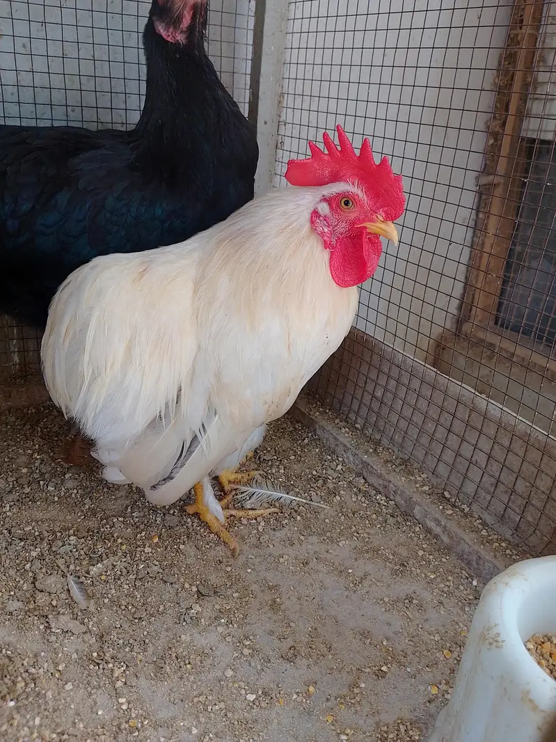 Bantam Male/Cock — photo 4