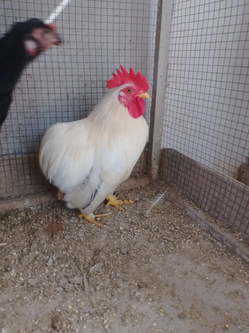 Bantam Male/Cock — photo 5