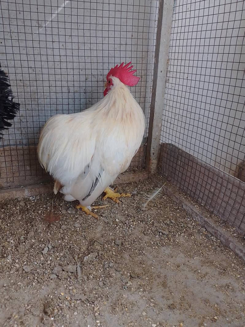 Bantam Male/Cock 5