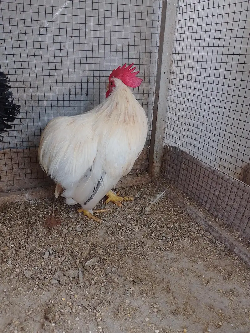 Bantam Male/Cock — photo 6