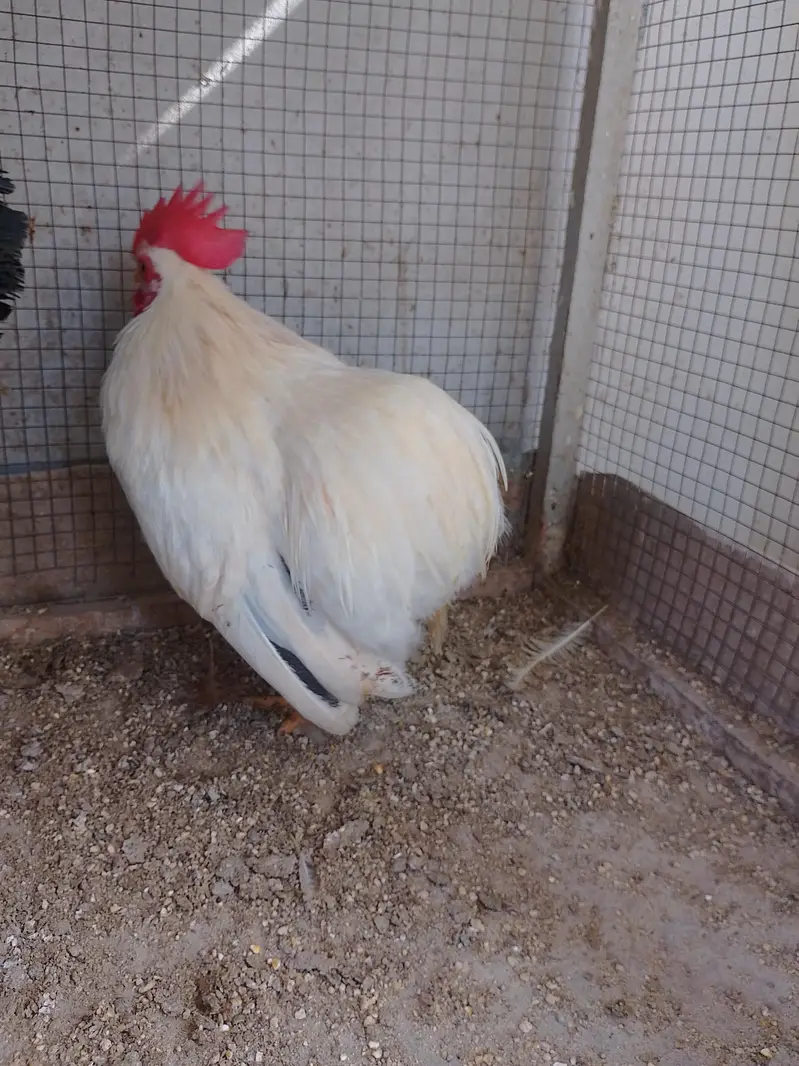 Bantam Male/Cock — photo 7