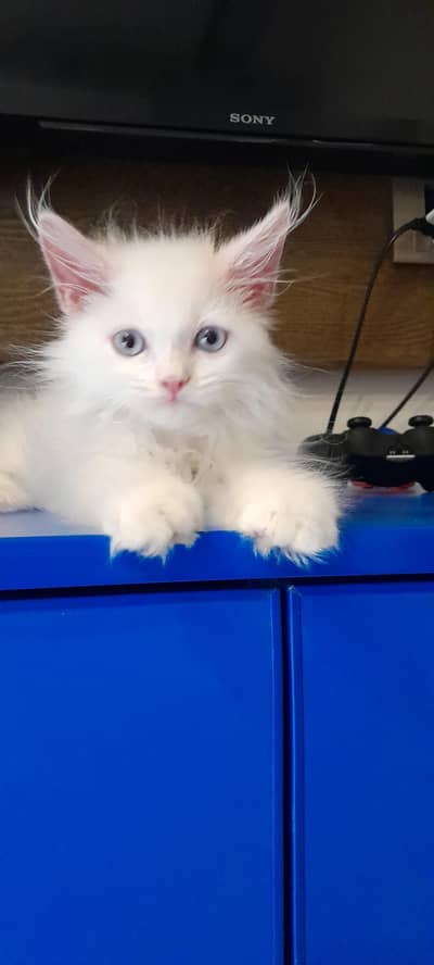 Premium Persian Cat Breed Triple Coat Male Kitten