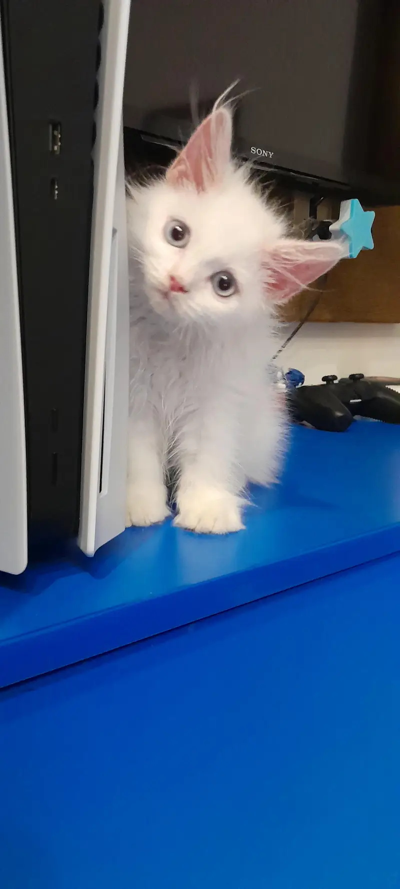 Premium Persian Cat Breed Triple Coat Male Kitten — photo 2