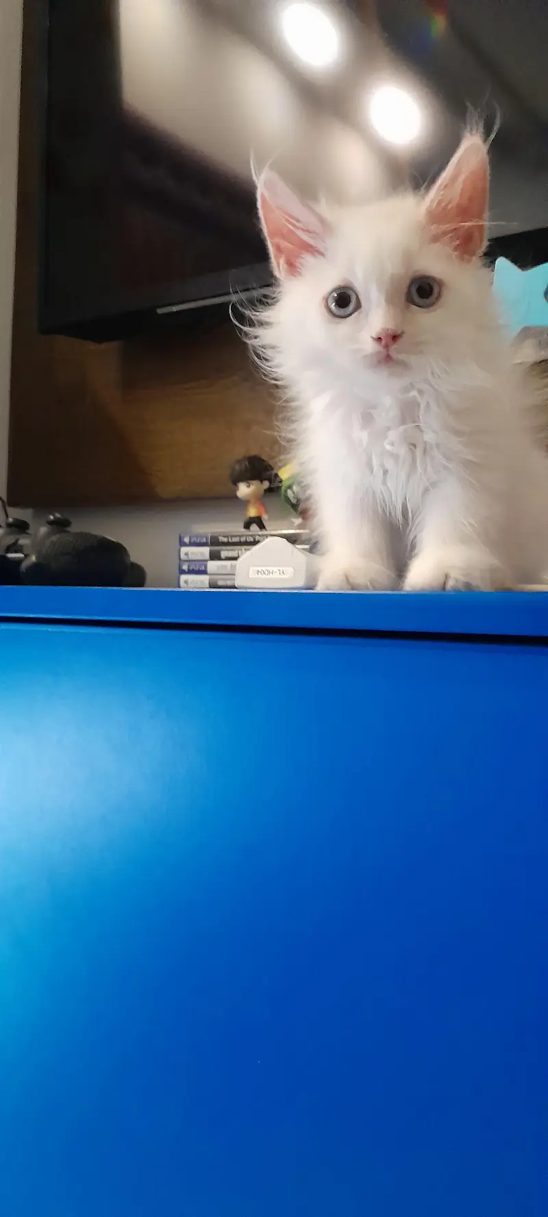 Premium Persian Cat Breed Triple Coat Male Kitten — photo 3
