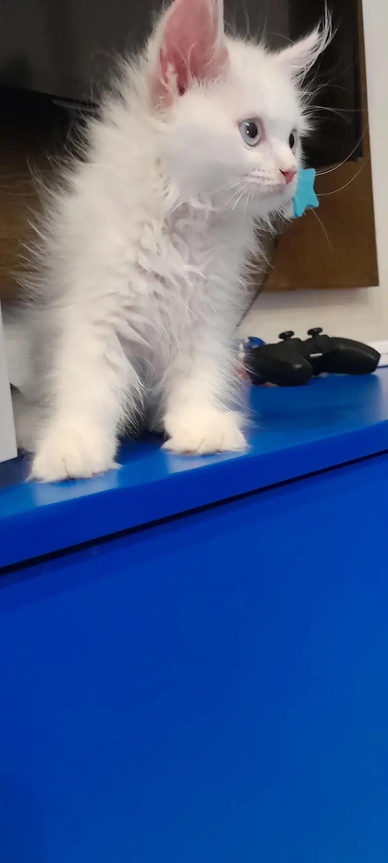Premium Persian Cat Breed Triple Coat Male Kitten — photo 4