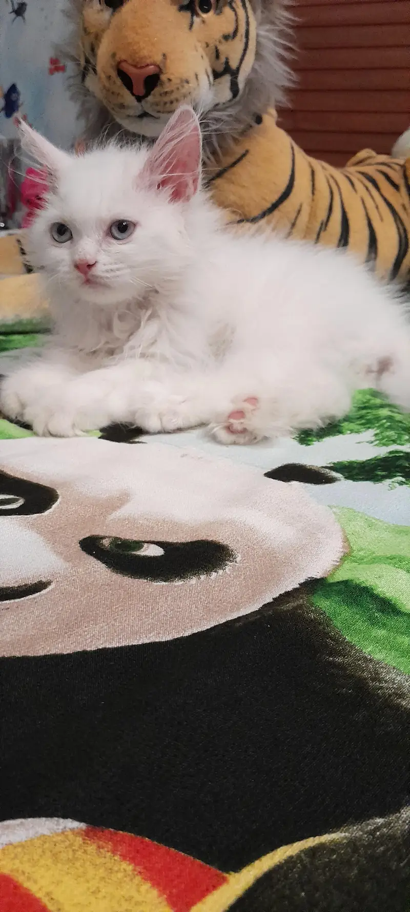Premium Persian Cat Breed Triple Coat Male Kitten — photo 5