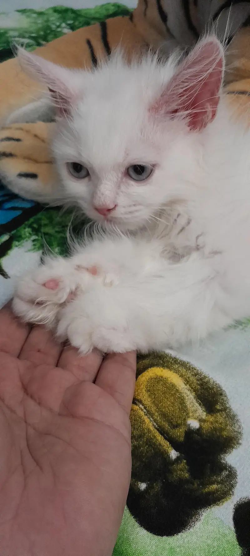 Premium Persian Cat Breed Triple Coat Male Kitten — photo 6