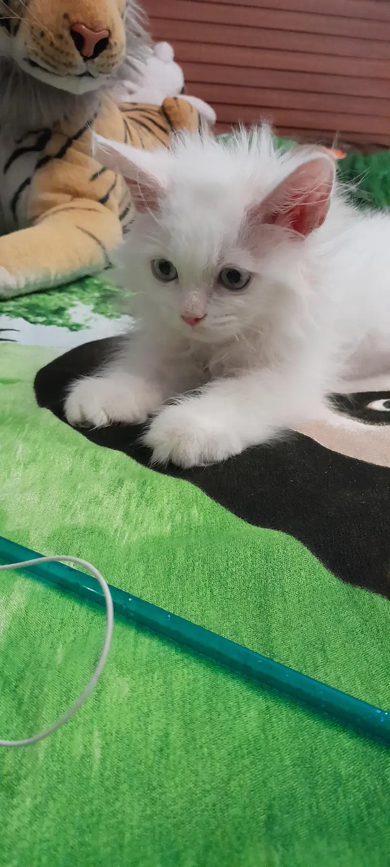 Premium Persian Cat Breed Triple Coat Male Kitten — photo 7