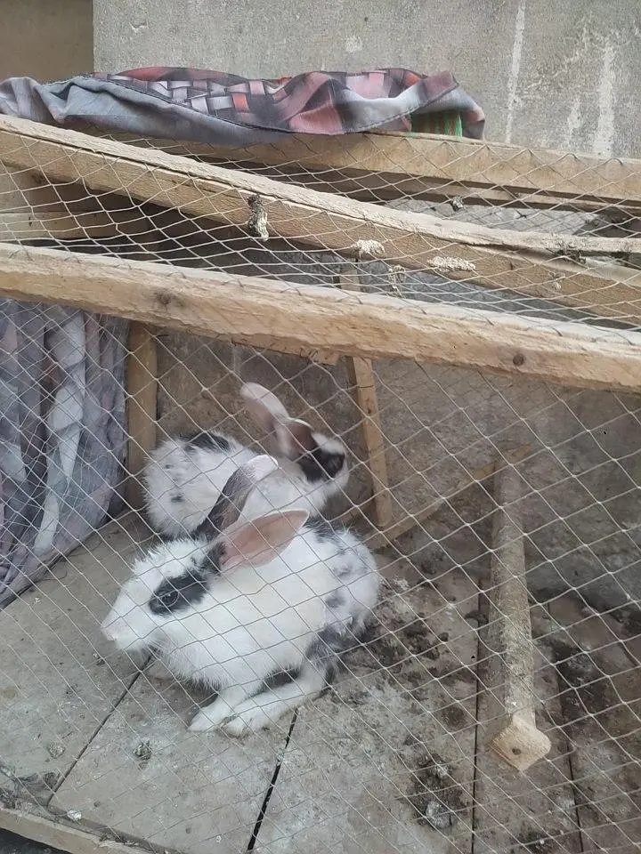 rabbit pta nahi ha Kon se naseel ka ha