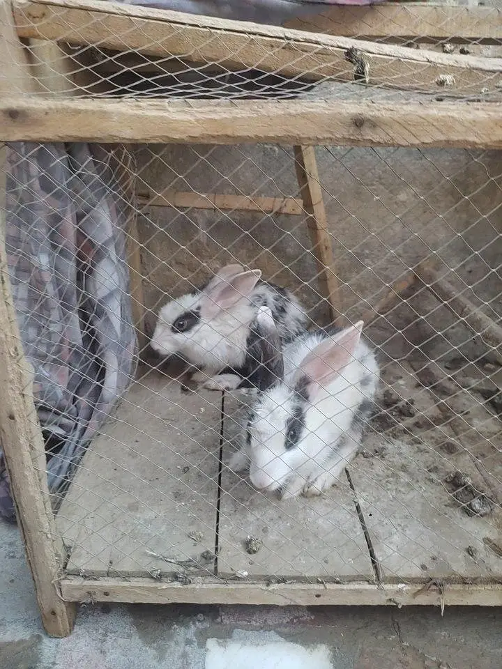 rabbit pta nahi ha Kon se naseel ka ha — photo 2