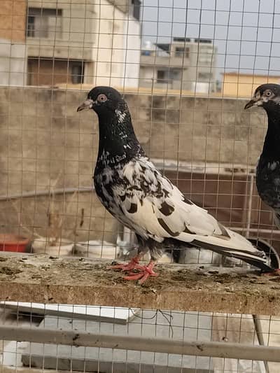 Good Quality Breeder kabotar