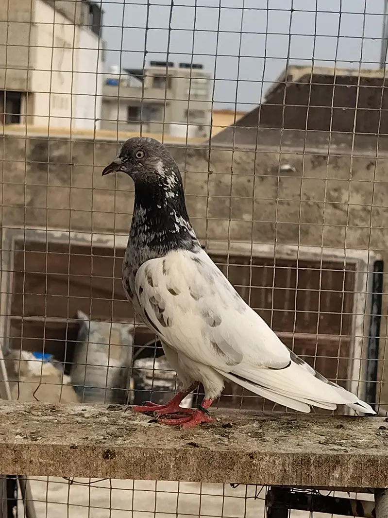 Good Quality Breeder kabotar — photo 2