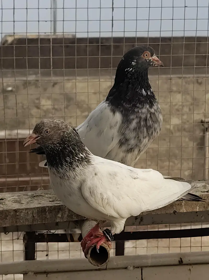 Good Quality Breeder kabotar — photo 3