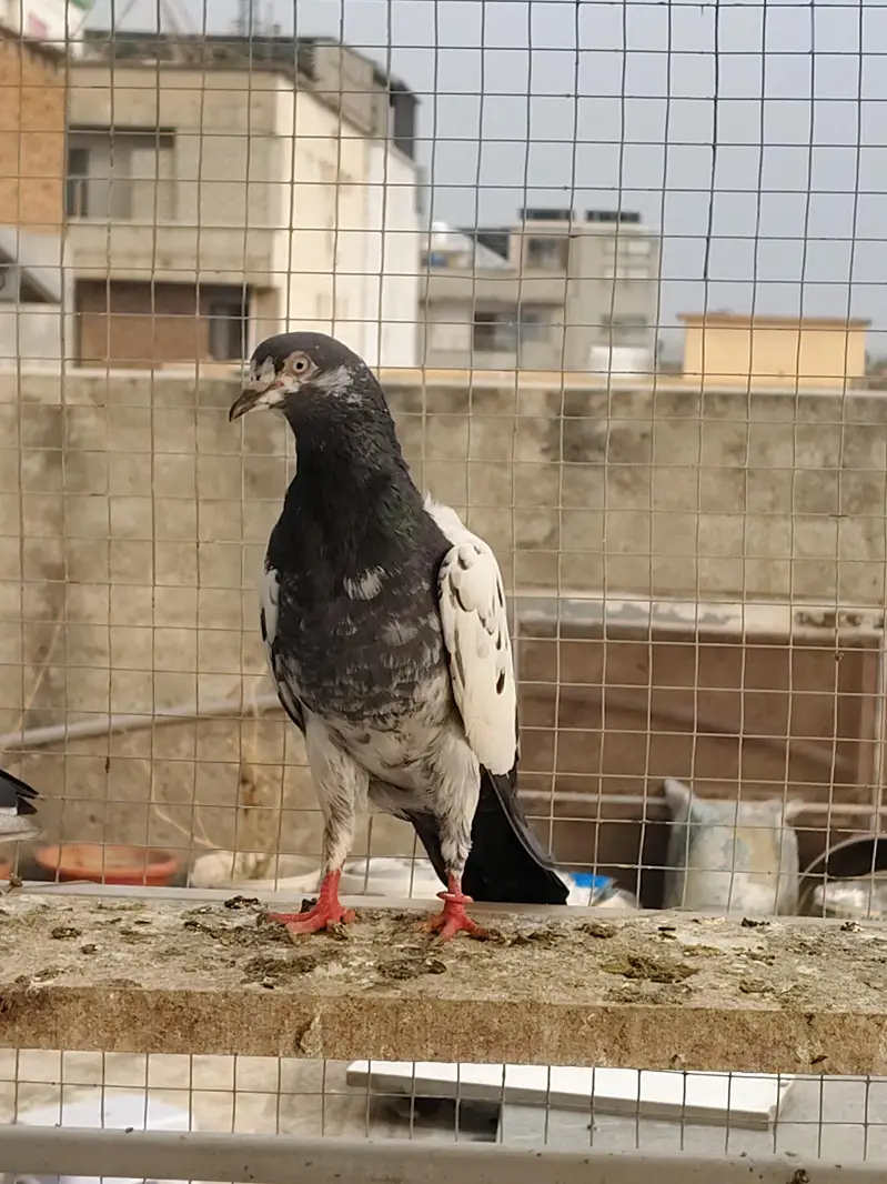 Good Quality Breeder kabotar — photo 4