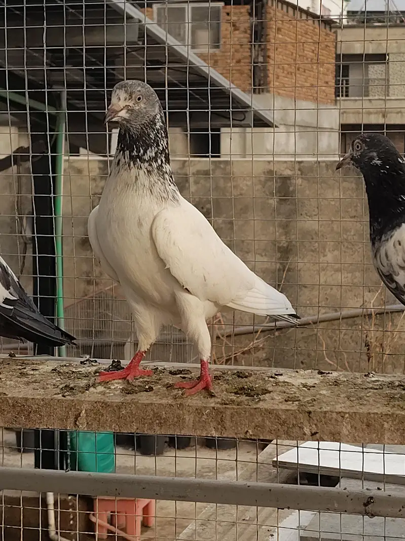 Good Quality Breeder kabotar — photo 5