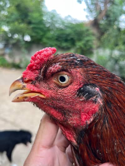 breader miyawali or lasani cross aseel hen for sell .