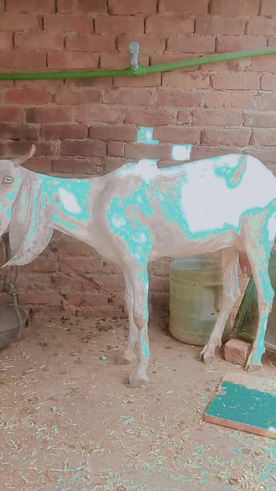 Pregnant goat for sale urgent