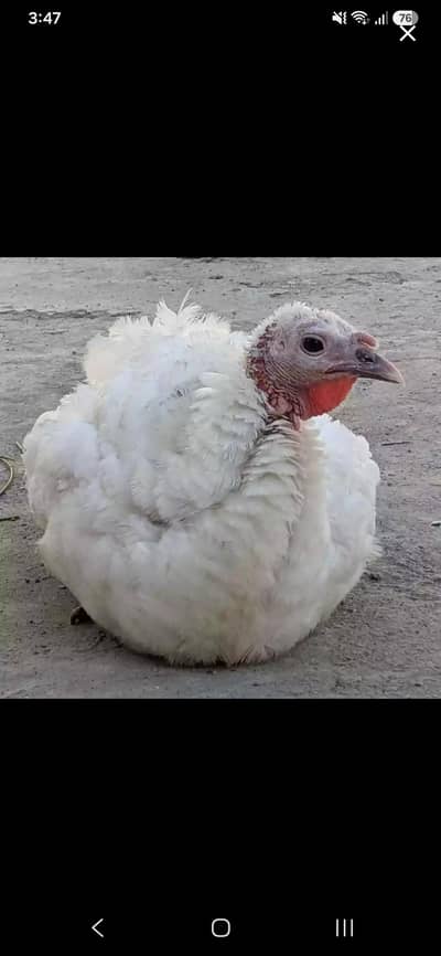White Young Turkey Female Urgent For Sale
